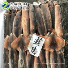 gefrorener ganzer runder Tintenfisch Argentinien Calamary Squid Illex 300-400g